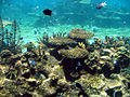 Australian coral sealife