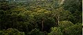 120px-Amazon Manaus forest