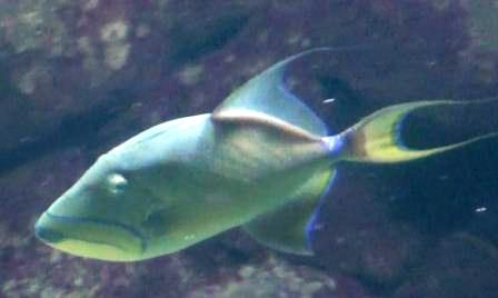 aquariosp peixe-bigode