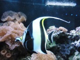 aquariosp peixe-papagaio.bmp
