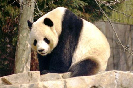 Panda 2004-03-2 web
